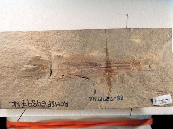 Gurita Purba Ini Ditetapkan Sebagai Spesies Baru, Diberi Nama Mirip  Presiden Joe Biden