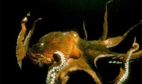 Fosil Nenek Moyang Gurita Berusia 328 Juta Tahun Ditemukan, Punya 10 Lengan