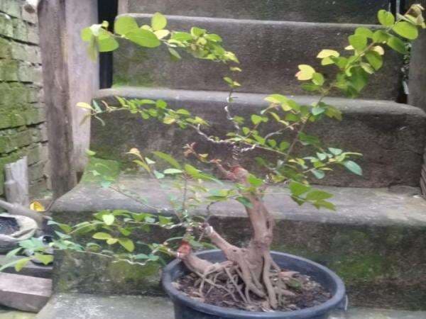 Ide Bisnis! Buat Bonsai Cuan Ratusan Ribu Cuma Modal Internet