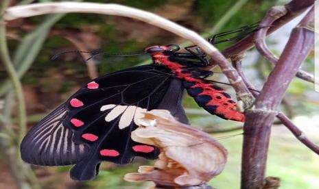 Serupa tapi Tak Sama, Apa Perbedaan Kupu-Kupu dan Ngengat?