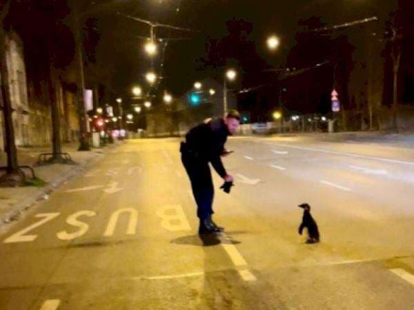 Rasa Ingin Tahu Tinggi, Penguin Kabur dari Kebun Binatang