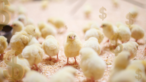 Harga Ayam Broiler (Potong) Hari Ini