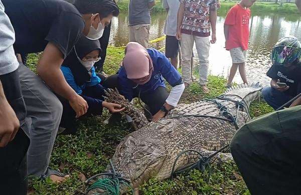 Buaya Muara 300 Kg Diduga Pemangsa Warga Mukomuko Mati Usai Ditangkap