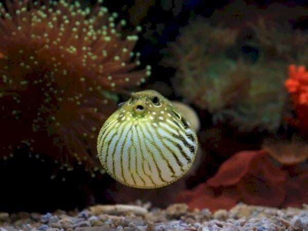 Terlihat Lemah, 5 Hewan Laut Ini Bisa Berbahaya Jika Kamu Temukan di Tepi Pantai