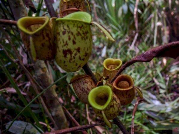 Mulai Anggrek Hitam Hingga Kantong Semar, 4 Tanaman Endemik Indonesia Terancam Punah