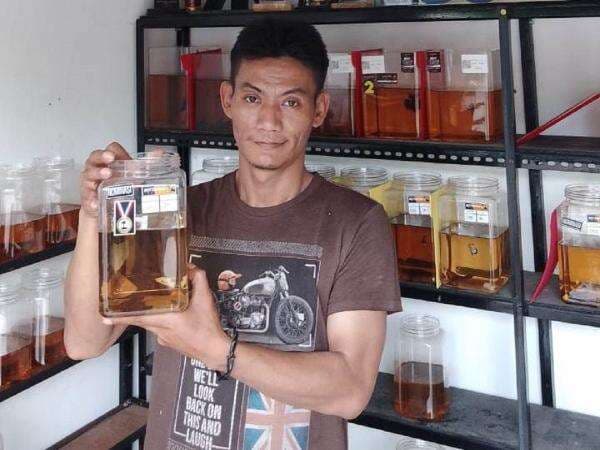 Bagaimana Cara Mengembalikan Warna Ikan Cupang yang Memudar?