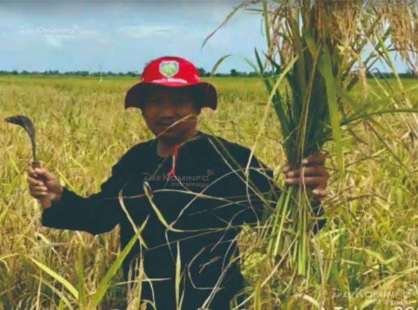 Lakukan Panen Perdana, Kuwu Wirakanan Perkirakan Hasil Padi Capai 2.856 ton
