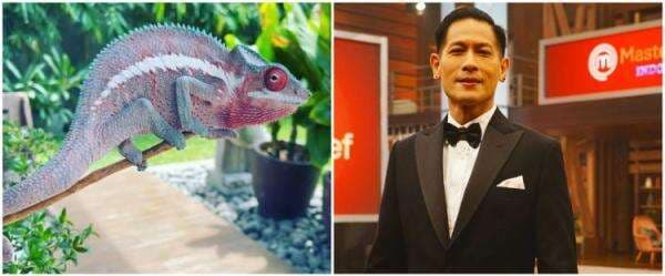 9 Potret peliharaan Chef Juna, ikan koinya pernah juarai kontes