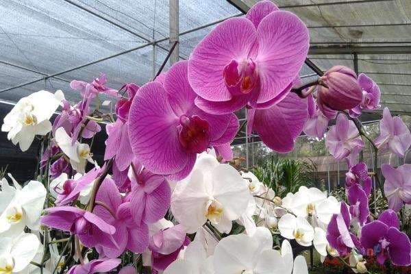 3 Rekomendasi Bunga Anggrek yang Mudah Dirawat
