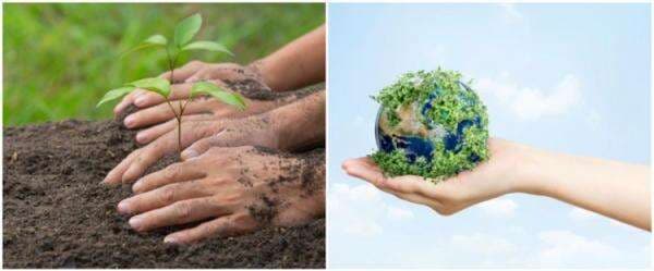 Reboisasi adalah penanaman hutan gundul, pahami manfaatnya