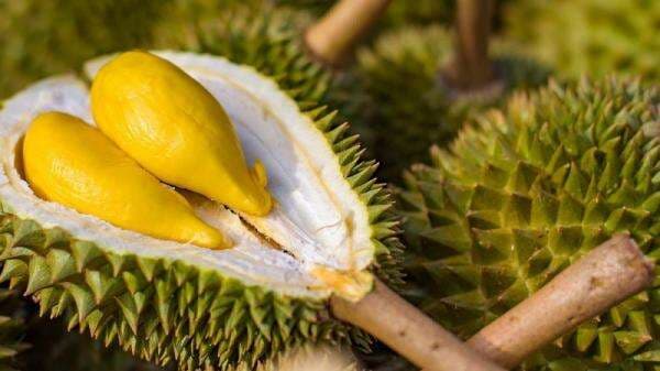 6 Cara Memilih Durian yang Manis, Perhatikan Batang dan Bentuk Buahnya!
