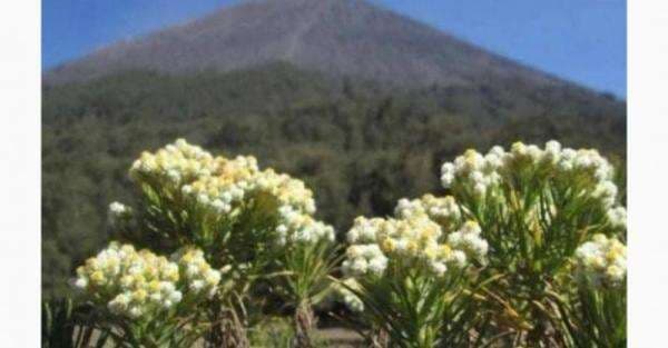 Kenapa Bunga Edelweis Tidak Boleh Dipetik? Ketahui 6 Fakta Berikut Ini Kenapa Bunga Edelweis Tidak Boleh Dipetik? Ketahui 6 Fakta Berikut Ini