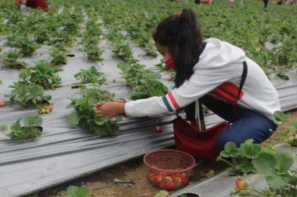 Begini Sensasi Agro Wisata di Indramayu, Bisa Petik Buah Langsung dari Kebun