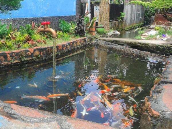 Viral! Desa Ini Punya Sungai Jernih bak di Jepang, Isinya Ratusan Ikan 'Raksasa'