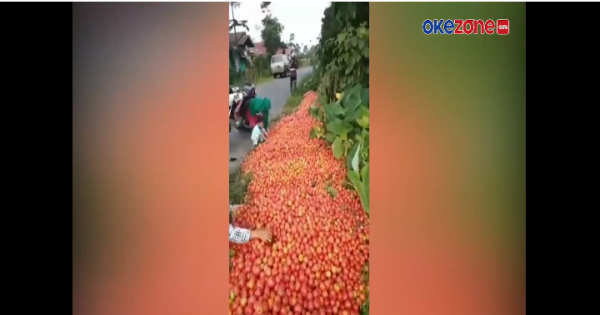 Viral Video Petani Buang 1,5 Ton Tomat, Alasannya Bikin Kaget
