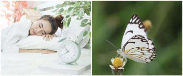 9 Arti mimpi seputar kupu-kupu, melambangkan perubahan hidup