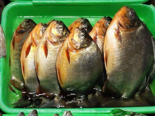 Cara Bedakan Ikan Bawal Laut dan Bawal Empang, Jangan Tertukar!