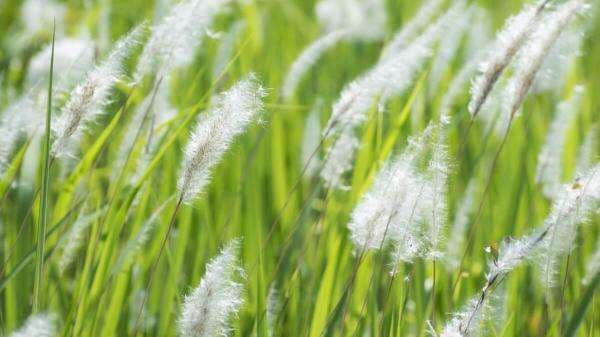 Mengenal Manfaat Akar Alang-alang Yang Bagus Untuk Kesehatan