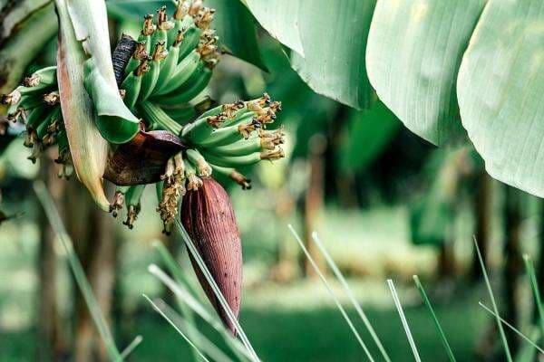 Manfaat Dahsyat Makan Jantung Pisang, Penyakit Ganas Bisa Ambrol