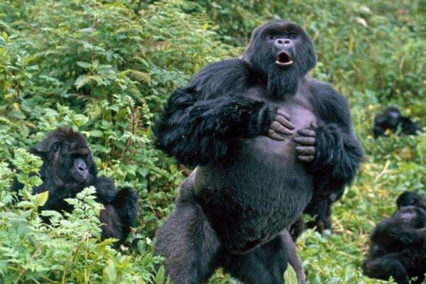 Inilah Alasan dan Maksud Gorila Menepuk-nepuk Dadanya