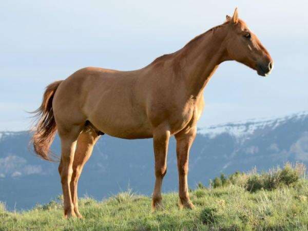 Tebak-tebakan Tak Berhadiah, Kenapa Kuda Tidurnya Berdiri? Tebak-tebakan Tak Berhadiah, Kenapa Kuda Tidurnya Berdiri?