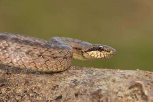6 Pertanda Ular Masuk Rumah Menurut Islam, Tertimpa Musibah hingga Ada Keluarga yang Meninggal