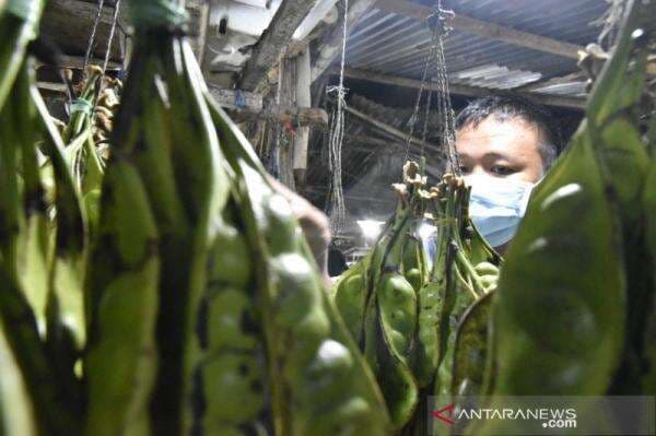 Pencinta Petai Harus Bersyukur, Manfaat untuk Ginjal Luar Biasa
