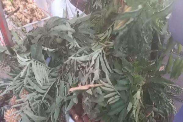 7 Manfaat Daun Sungkai, dari Obat Demam hingga Tingkatkan Kesuburan