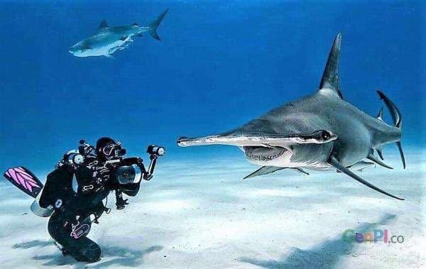 Menikmati Pemandangan Bawah Laut di Teluk Belongas