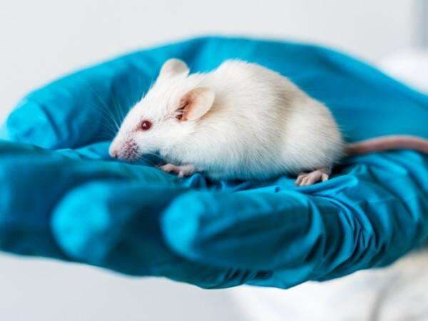 Fakta Ilmiah: Sel Sperma yang Dikembangkan ke Tikus Menunjukkan Perawatan Infertilitas