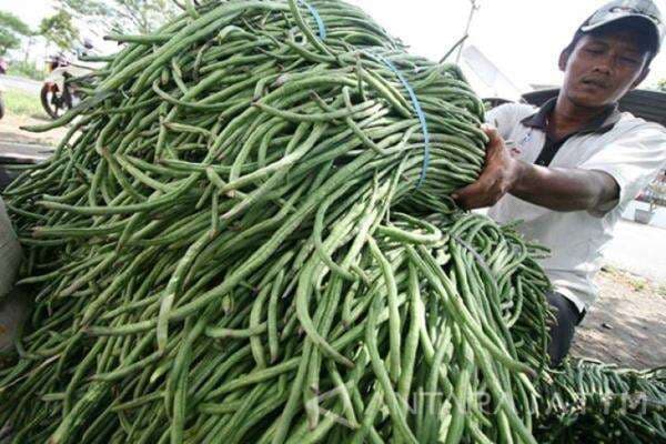 3 Khasiat Kacang Panjang untuk Penderita Diabetes