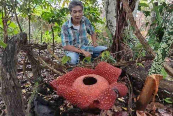 Begini Penampakan Bunga Raflesia yang Mekar Sempurna di Halaman Rumah Warga