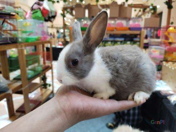 Mini Dutch, Jenis Kelinci Kerdil yang Paling Diminati