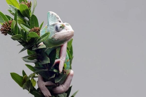 Pengertian Mimikri, Contoh Hewan dan Perbedaanya dengan Autotomi