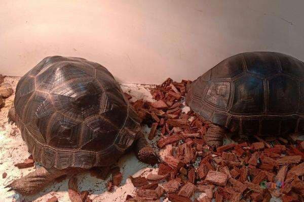 Aldabra, Kura-kura Terbesar Kedua di Dunia yang Mudah Dipelihara