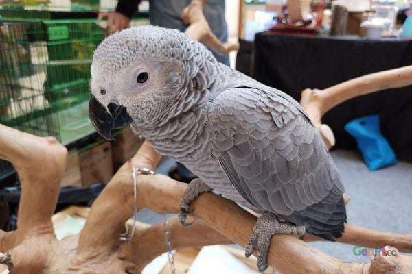 Nuri African Grey, Burung Pintar yang Jadi Primadona
