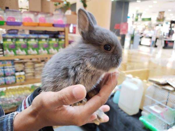 Netherland Dwarf, Jenis Kelinci Kerdil yang Paling Diminati