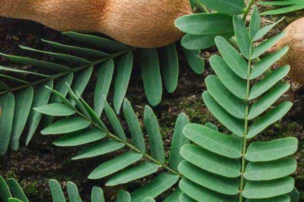 5 Manfaat Daun Asam Jawa untuk Kesehatan, Kontrol Diabetes hingga Sembuhkan Sakit Gigi