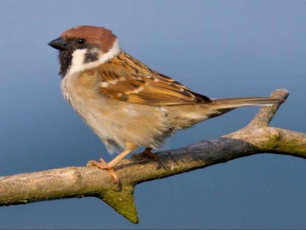 Kampanye Empat Hama China, Pembasmian Burung Pipit yang Akibatkan Kelaparan Besar Tiongkok Kampanye Empat Hama China, Pembasmian Burung Pipit yang Akibatkan Kelaparan Besar Tiongkok