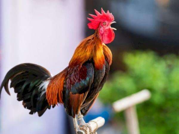 Ternyata Ayam Berkokok Bukan Hanya Penanda Pagi, Masih Ada Pertanda Lainnya