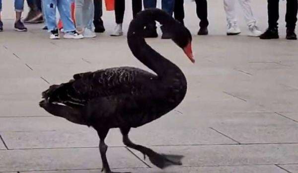 5 Fakta Unik Negara China, Polisi Cegah Kejahatan Pakai Angsa