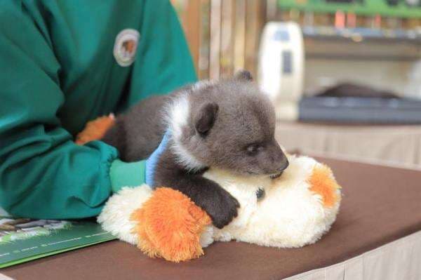 Peringati World Bear Day 2022, Taman Safari Indonesia Kenalkan Bayi Beruang