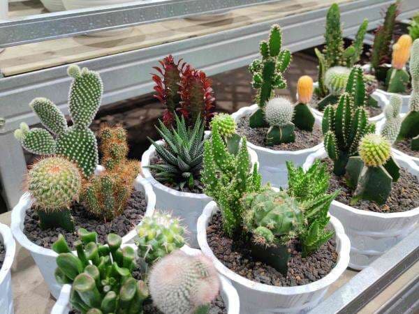 3 Jenis Kaktus Mini Yang Cocok Untuk Dekorasi Ruangan, Cantik!