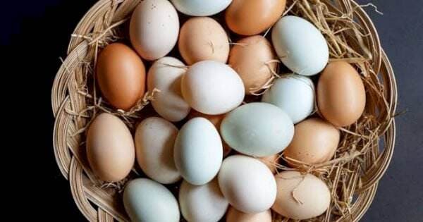 Pernah Terpikir Mengapa Warna Telur Ayam Berbeda? Begini Penjelasannya