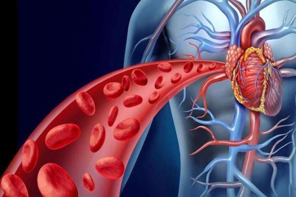 Memahami Cara Kerja Organ Peredaran Darah Manusia