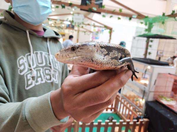 Ditakuti di Papua, Kadal Lidah Biru Malah Disukai Pencinta Reptil
