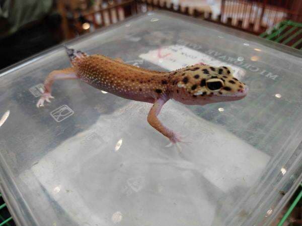 Gecko Pakistan Jadi Favorit Pencinta Hewan, Merawatnya Gampang!