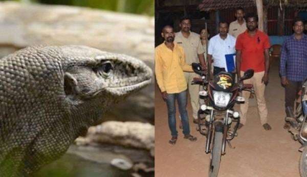 Mengerikan, 4 Pria Nekat Menggauli Biawak Sebelum Memakan Dagingnya