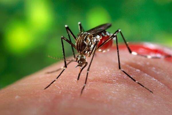 4 Provinsi Indonesia Bebas Malaria, DKI Jakarta Termasuk?