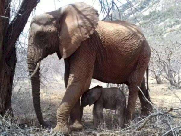 Kisah Gajah dari Kenya yang Tak Lupa dengan Orang-orang yang Menyelamatkannya